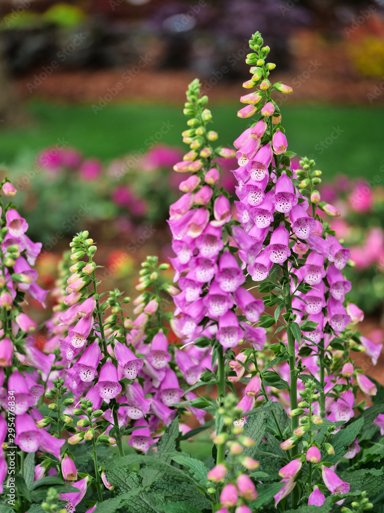 Obraz premium Beautiful Foxglove flower repetitions
