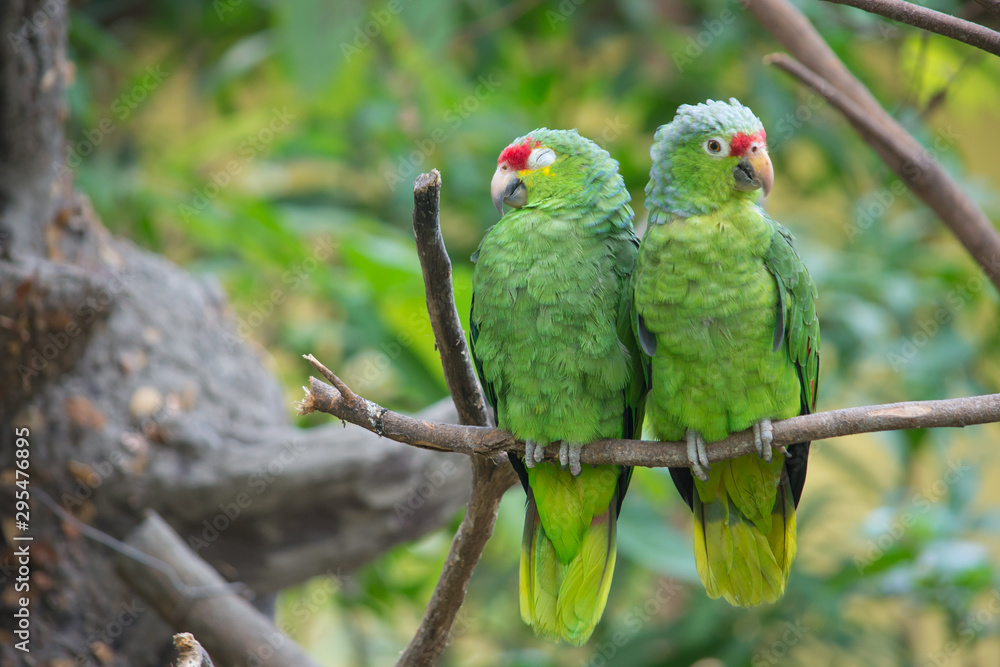A couple of parrots, seems like discussing as man vs woman A couple of parrots, seems like discussing as man vs woman