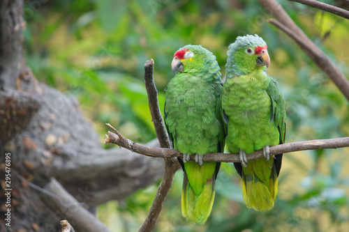 A couple of parrots, seems like discussing as man vs woman