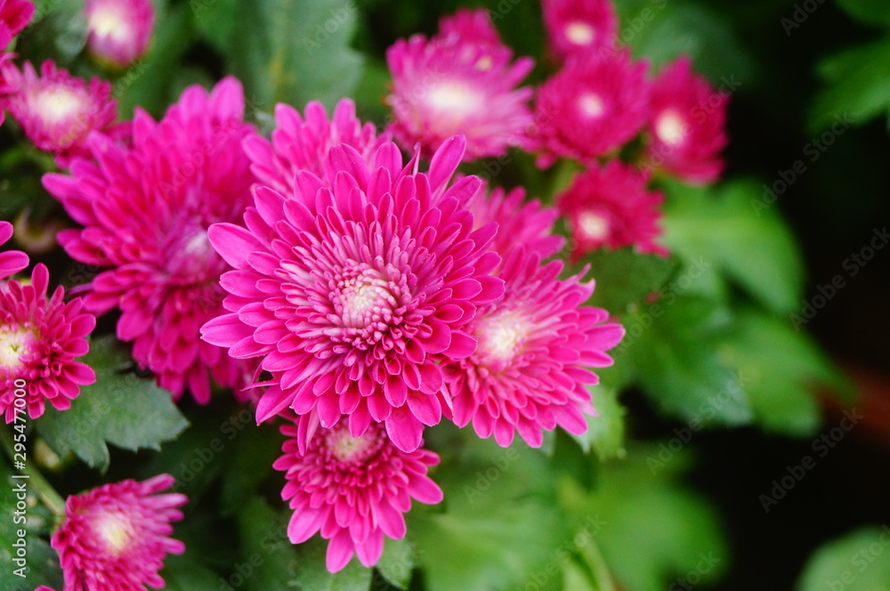 Chrysanthemum Chrysanthemum