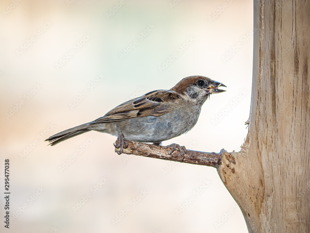 Fototapeta premium eurasian tree sparrow perched on a wood bird feeder 11