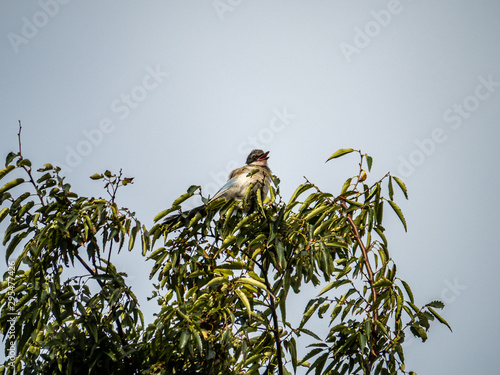 Azure winged magpie Cyanopica cyanus in a tree 12 photo