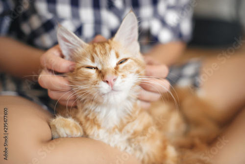 Cat lies on the legs of a young woman