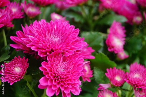 Chrysanthemum