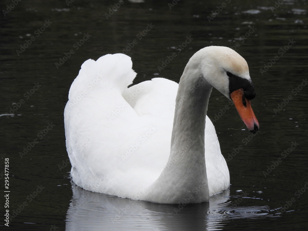 Obraz premium Cisne vulgar (Cygnus olor) en las marismas de Santoña