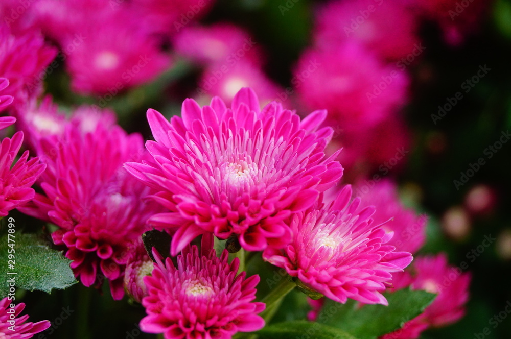 Chrysanthemum Chrysanthemum