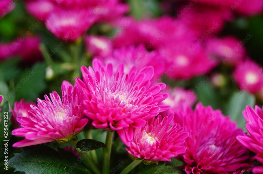 Chrysanthemum Chrysanthemum