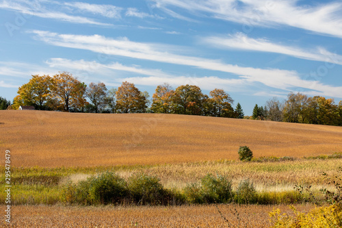 rural landscape with golden field and blue sky