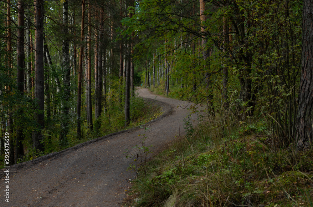 Fototapeta premium road in the forest