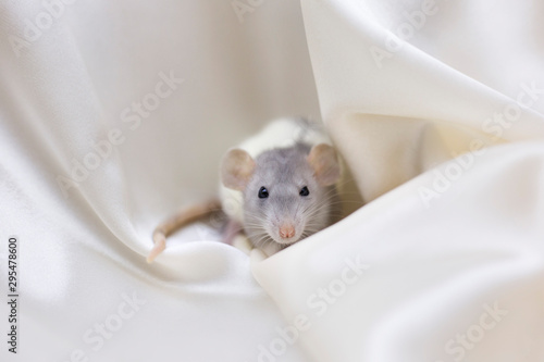 White rat on background of beige silk. 2020 New Year Concept. Place for text