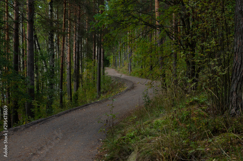 road in the forest