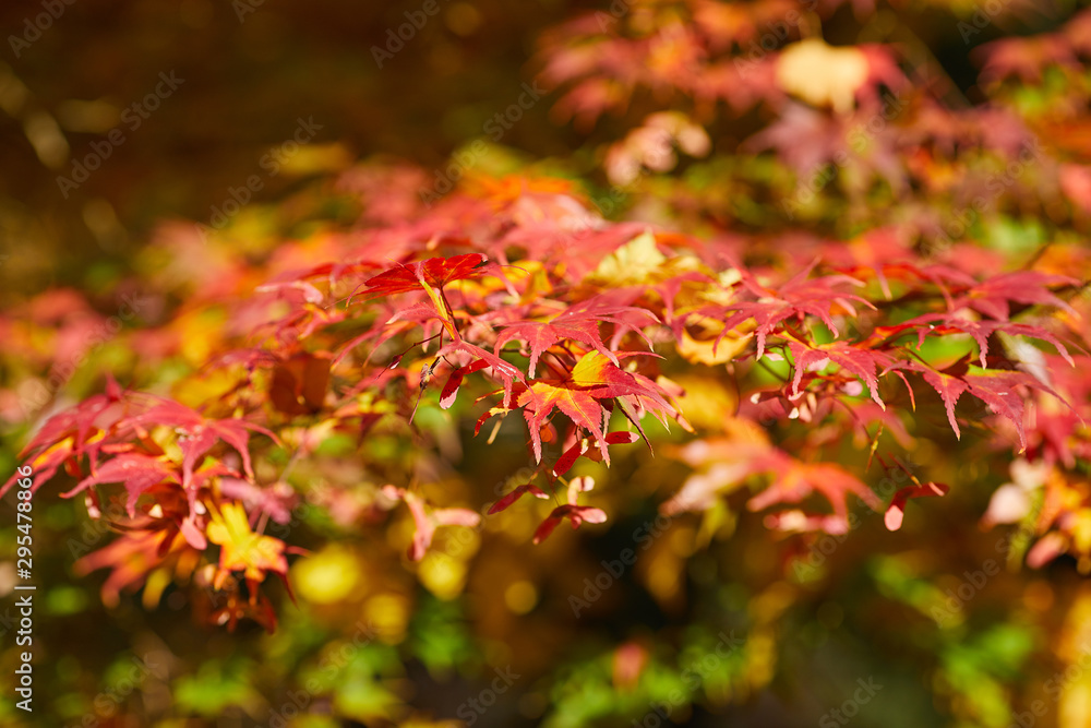 Autumn colorful bright leaves swinging on an oak tree in autumnal park. Fall background. Beautiful nature Autumn colorful bright leaves swinging on an oak tree in autumnal park. Fall background. Beautiful nature