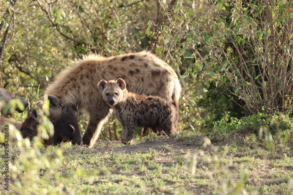 Group of spotted hyenas in the african savannah. Group of spotted hyenas in the african savannah.