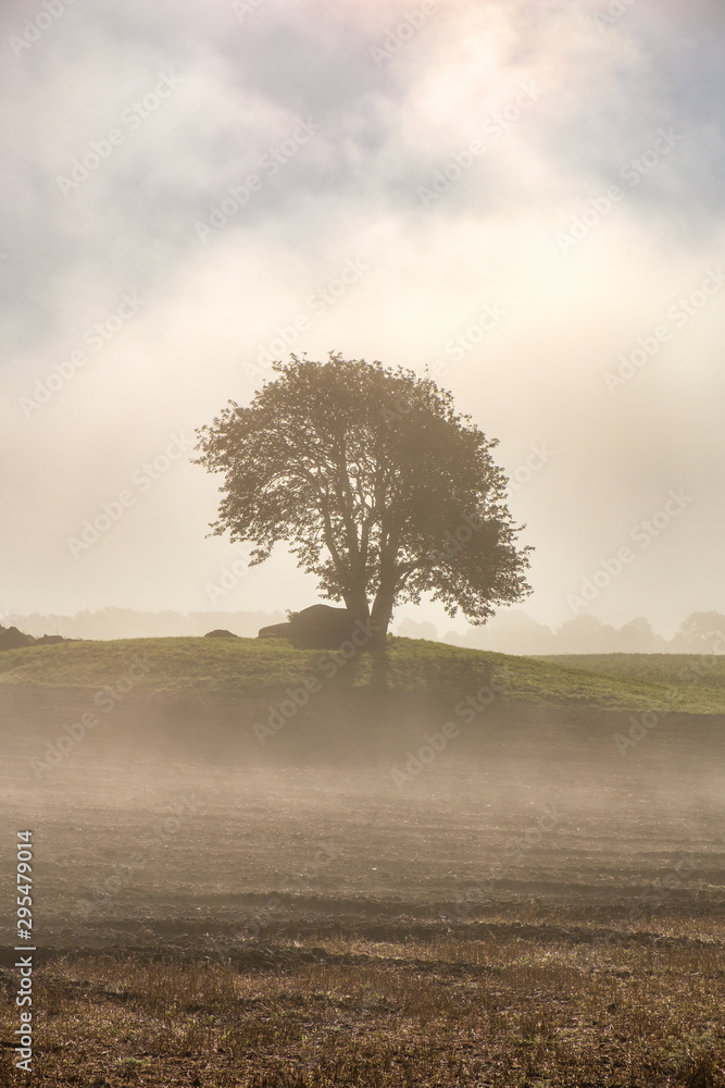 Single tree on a hill with morning mist Single tree on a hill with morning mist