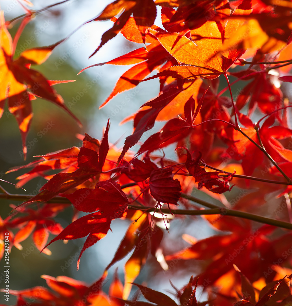 Autumn colorful bright leaves swinging on an oak tree in autumnal park. Fall background. Beautiful nature