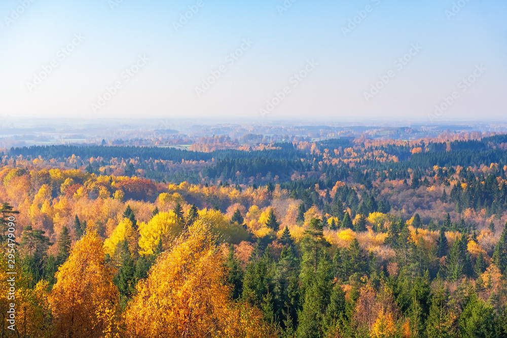 Beautiful autumn colors at a forest and the horizon