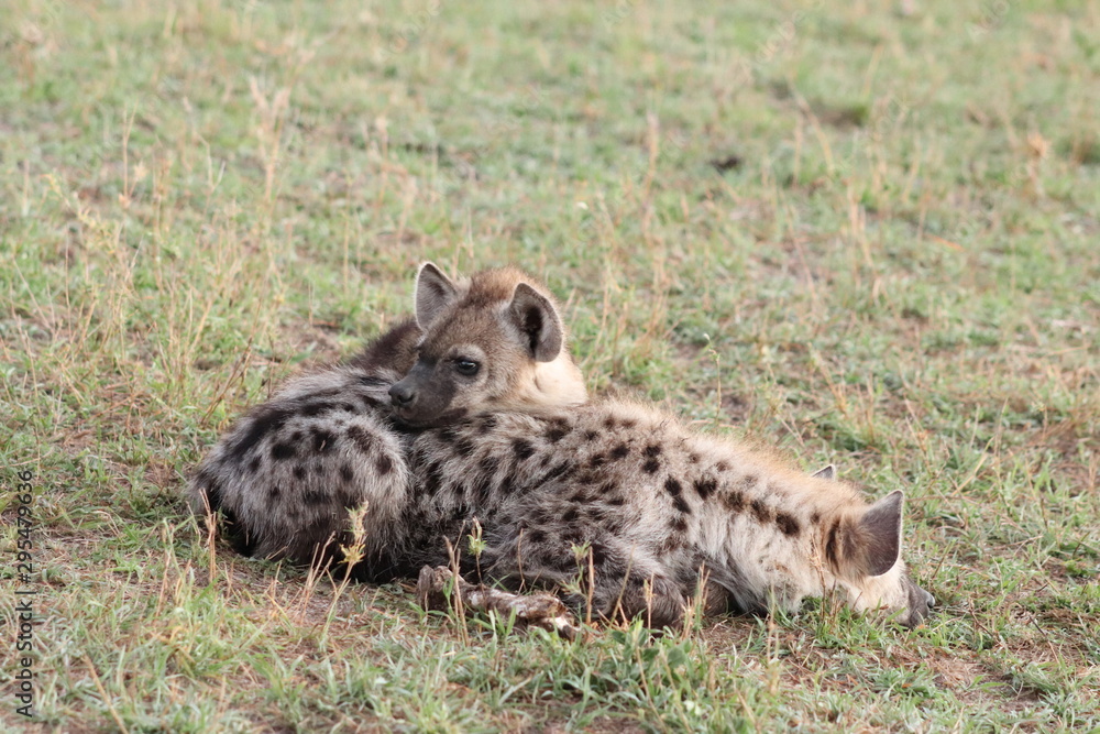 Fototapeta premium Spotted hyena cubs sleeping against each others, Masai Mara National Park, Kenya.