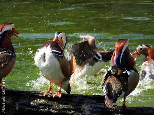 Patos mandarines (Aix galericulata) en época de aparemiento