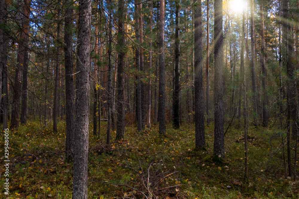 Autumn forest landscape with rays of warm light illuminating the spruce forest.