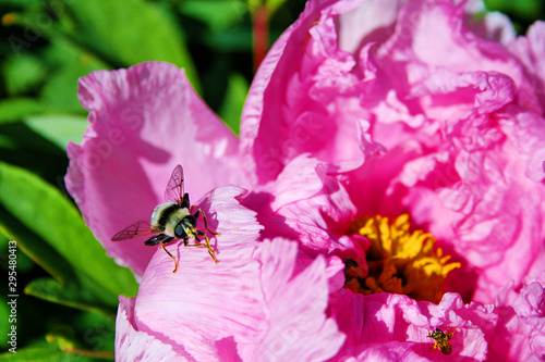 bee on peony flower