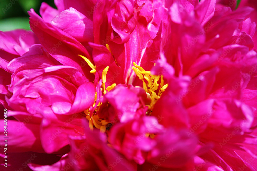 peony closeup