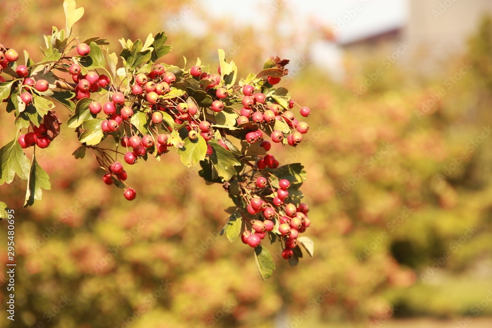 AUTUMN BERRIES ON THE TREE AUTUMN BERRIES ON THE TREE