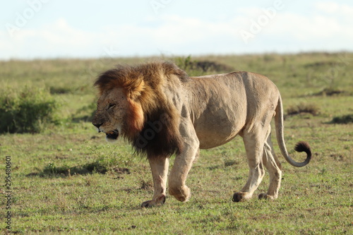 Male lion walking in the african savannah.