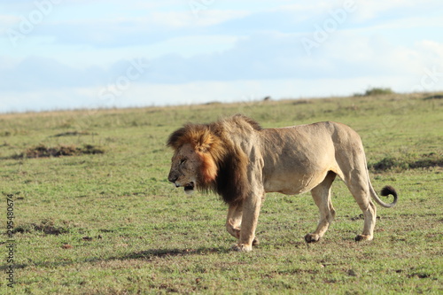 Male lion walking in the african savannah.
