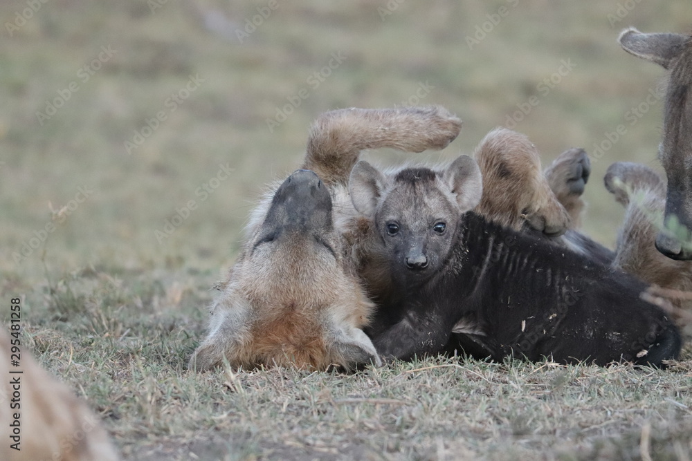 Spotted hyena cubs playing in the african savannah. Spotted hyena cubs playing in the african savannah.