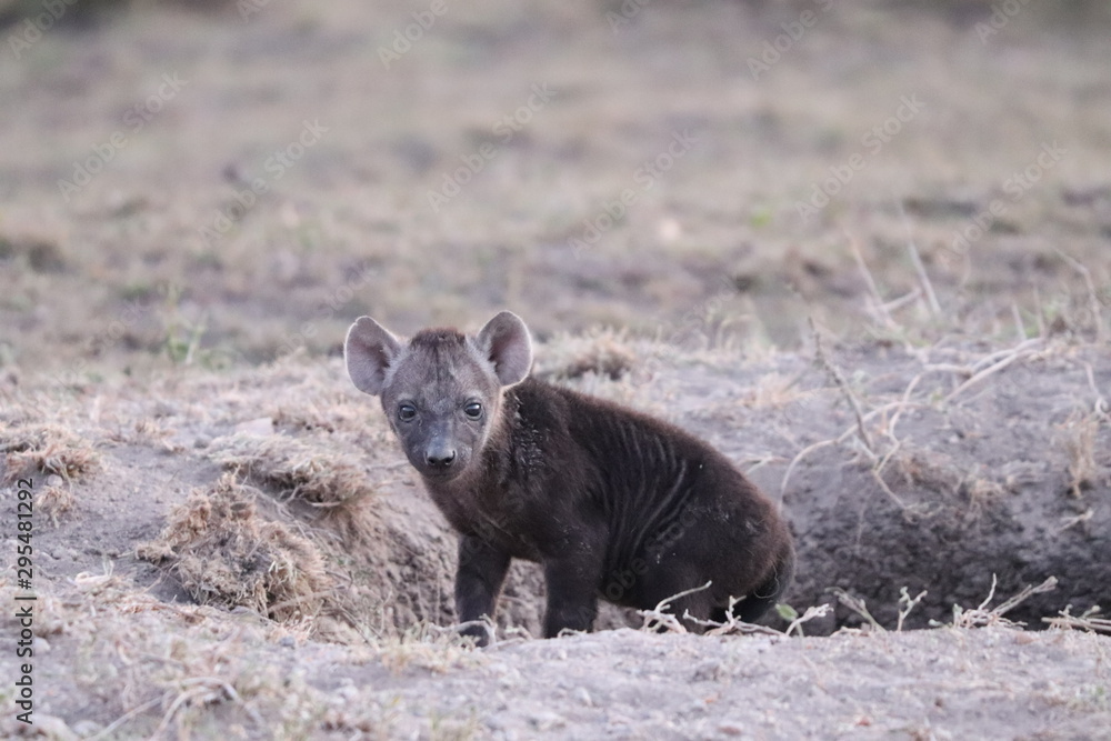 Spotted hyena black cub in the african savannah. Spotted hyena black cub in the african savannah.