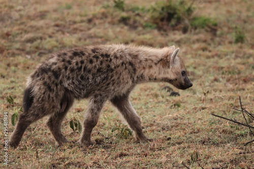 Spotted hyena in the african savannah. © Marie