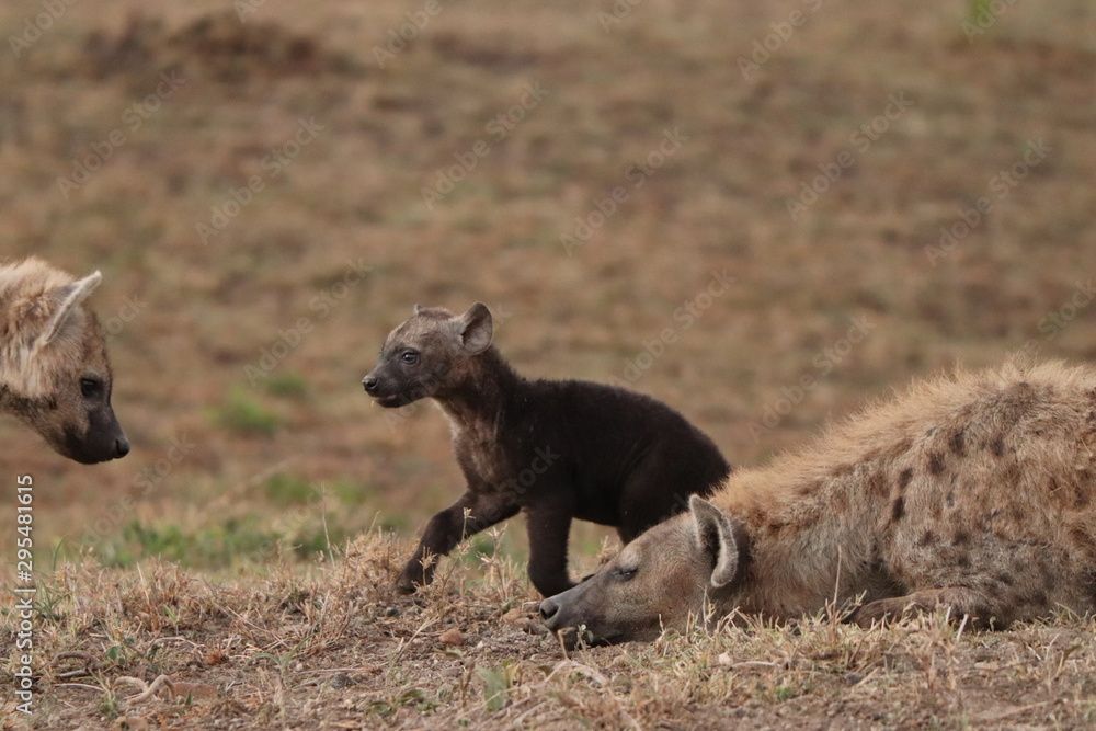 Fototapeta premium Spotted hyena black cub in the african savannah.