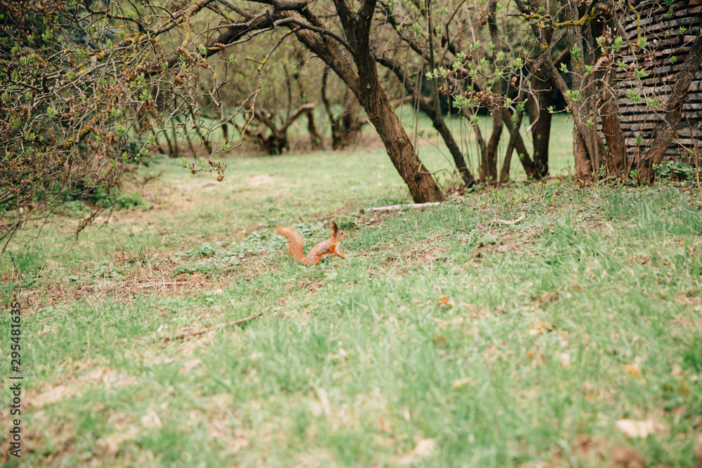 red squirrel running in the garden red squirrel running in the garden