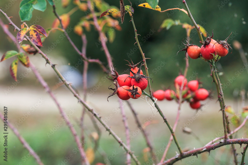 Rosehip berries and flowers, bush in the fall Rosehip berries and flowers, bush in the fall