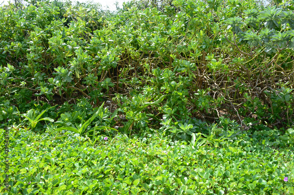 Obraz premium 南国沖縄のクサトベラとグンバイヒルガオ