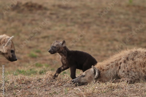 Spotted hyena black cub in the african savannah.
