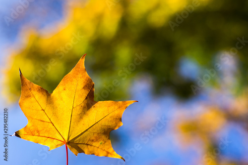 maple leaves on a background of blue sky