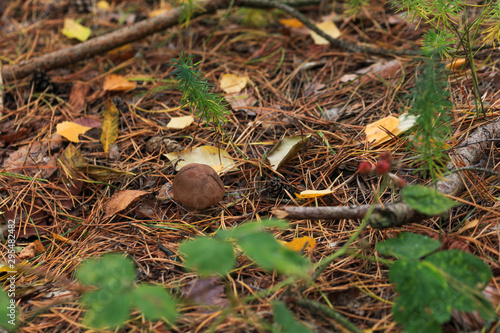 Poisonous mushroom growing in the forest. Inedible mushrooms growing in Central Europe. Autumn season.