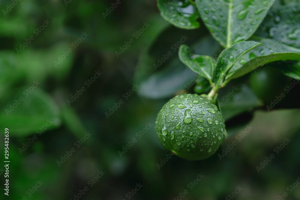 Fresh Green Lemon in Organic Farm. Native to Southeast Asia. Shot on Rainy Day or after Watering. Fresh Green Lemon in Organic Farm. Native to Southeast Asia. Shot on Rainy Day or after Watering.
