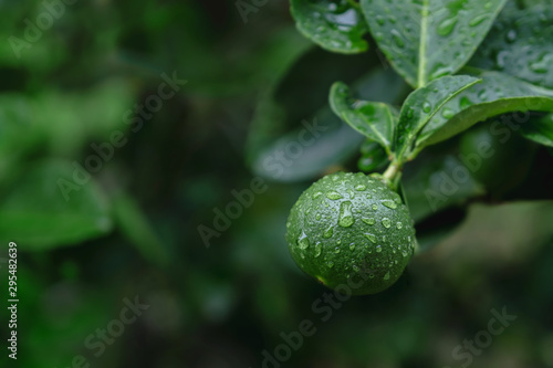 Wallpaper Mural Fresh Green Lemon in Organic Farm. Native to Southeast Asia. Shot on Rainy Day or after Watering. Torontodigital.ca