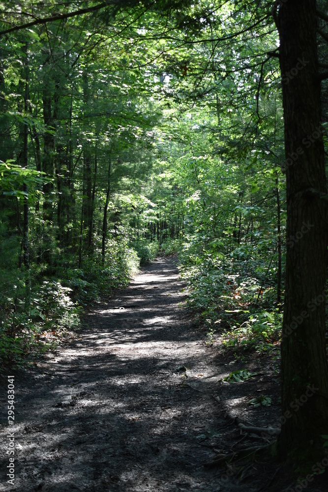 Fototapeta premium path in the forest