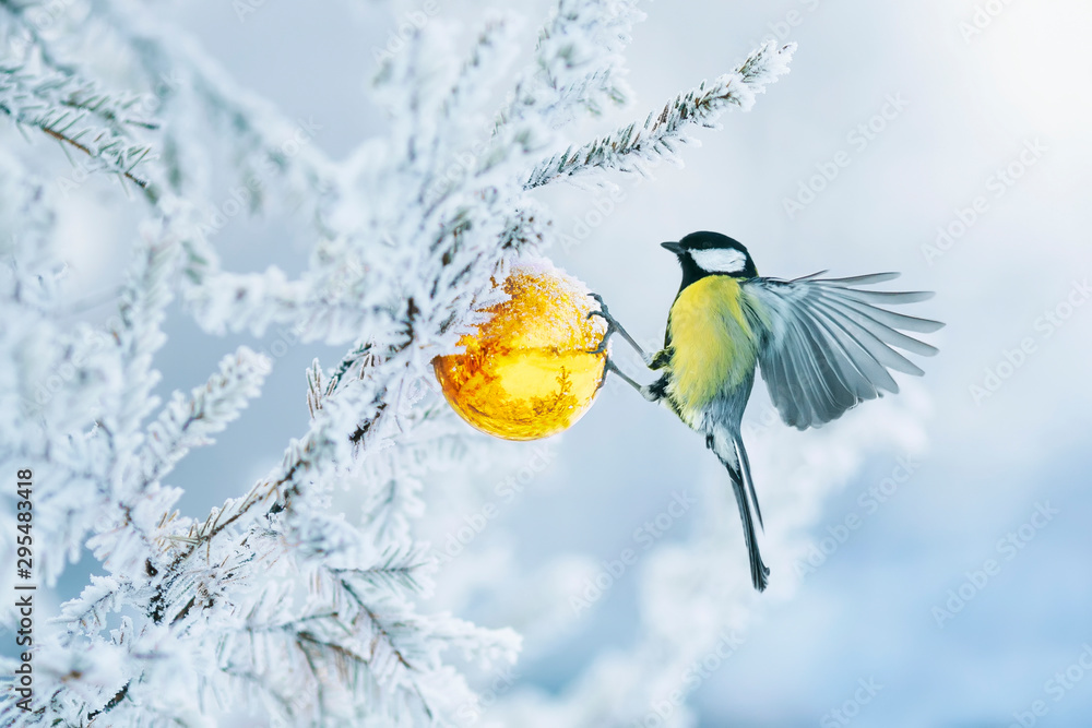 Fototapeta beautiful postcard with bird tit flying have glass Golden festive globe hanging on branch Christmas tree winter in Park