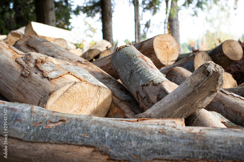 Tree logs pile forest wood carpentry