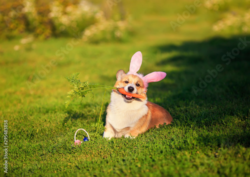 Fototapeta Naklejka Na Ścianę i Meble -  portrait of cute puppy dog red Corgi lying on the green grass in the ears of Easter Bunny and nibbles a carrot on a Sunny spring day