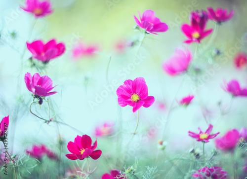 beautiful natural background with pink flowers cosmea bloomed in the garden