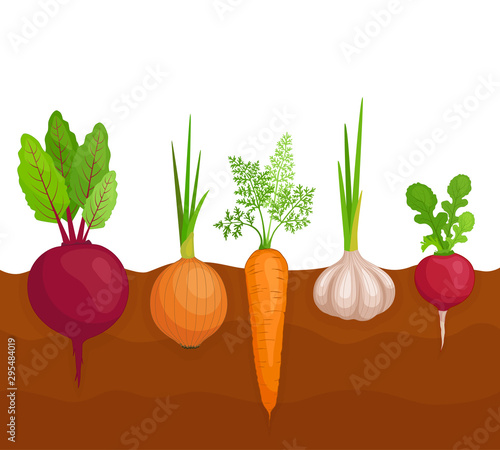 Vegetables growing in the ground. A bed in a garden from root crops. Vector illustration on the theme of harvest and gardening. How to grow beetroot, carrots, onions and garlic.