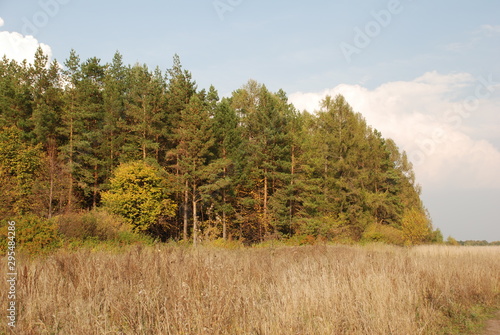 autumn forest © Aleksandr