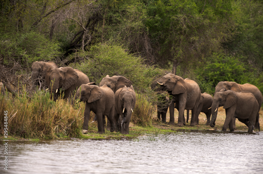Eléphant d'Afrique, loxodonta africana, African elephant, Parc national Kruger, Afrique du Sud Eléphant d'Afrique, loxodonta africana, African elephant, Parc national Kruger, Afrique du Sud