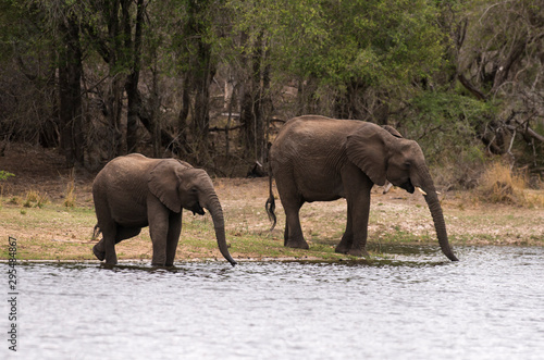 El  phant d Afrique  loxodonta africana  African elephant  Parc national Kruger  Afrique du Sud