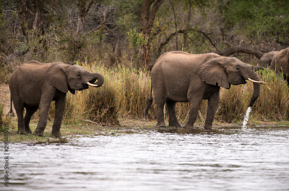 Fototapeta premium Eléphant d'Afrique, loxodonta africana, African elephant, Parc national Kruger, Afrique du Sud